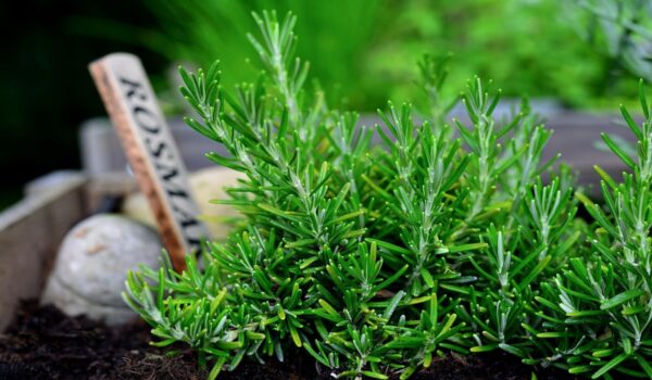Infusión de romero: propiedades y beneficios para la salud